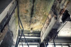 Best Forensic Mold Investigation  in Danville, AR